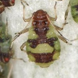 Chaitophorus populeti